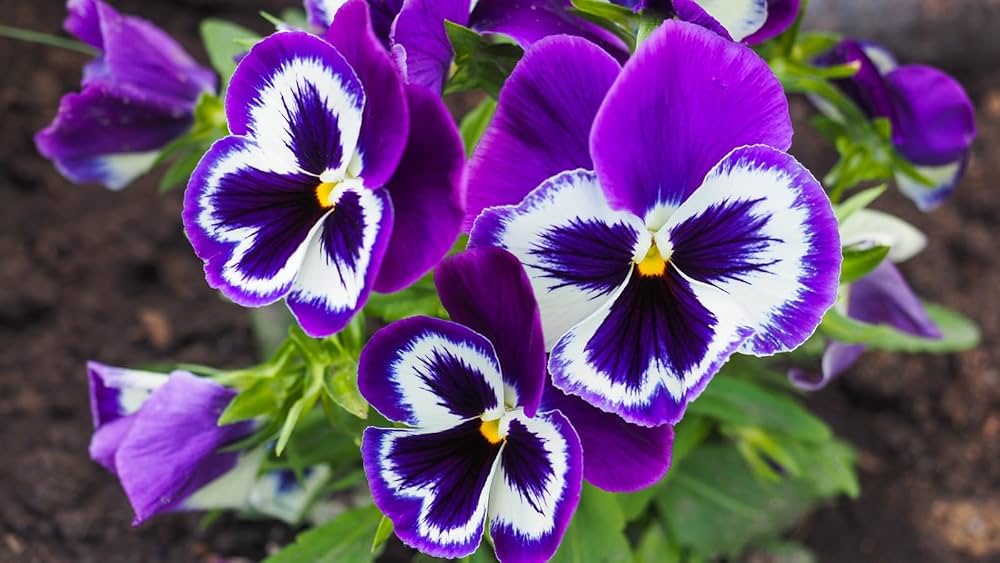 Violet Pansy Flower Seeds for Planting Wildflower Mix Heirloom & GMO Free Seeds for Home Garden
 
 Sale
