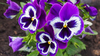 Violet Pansy Flower Seeds for Planting Wildflower Mix Heirloom & GMO Free Seeds for Home Garden
 
 Sale