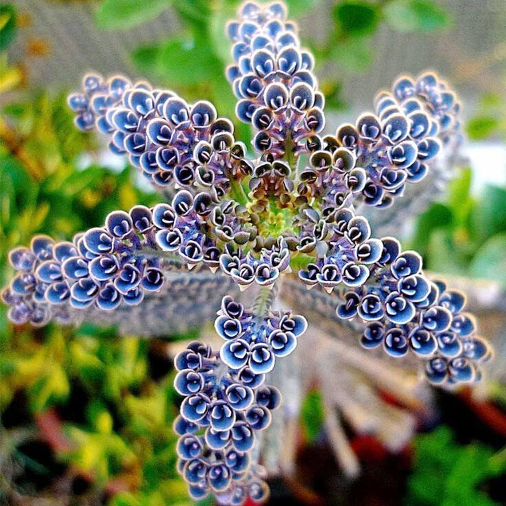 Blue Kalanchoe Delagoensis Seeds for Easy Planting