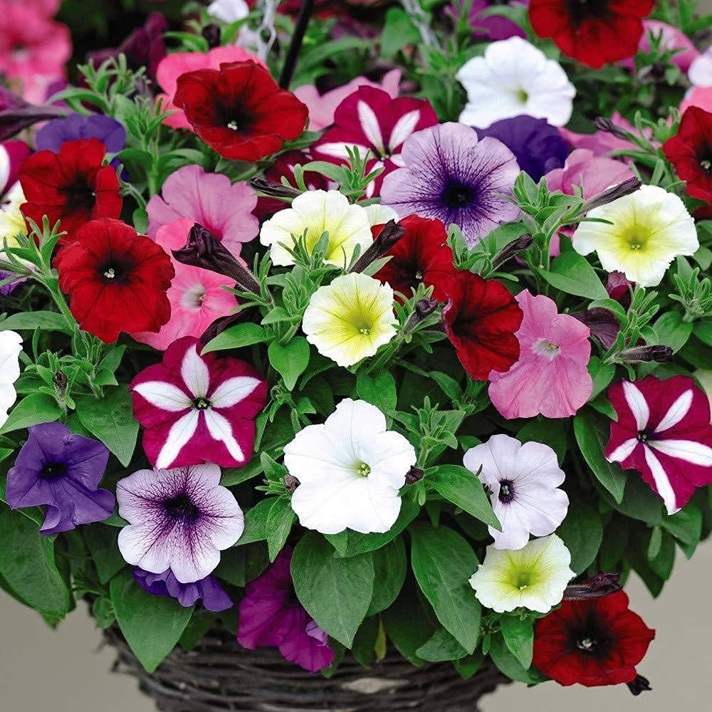 Pink Mix Petunia Hanging Flower Seeds for Planting Heirloom NONGMO Vibrant Garden Blooms 
 
 Sale