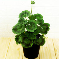 Green Climbing Geranium Flower Seeds for Planting, Heirloom Non-GMO Organic Garden Seeds