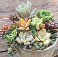 Dudleya Flower Seeds for Planting - Unique Succulent Garden Seeds