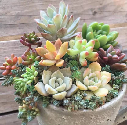 Mixed Sedum Flower seeds for Planting - Cut Flower Favorite, Heirloom & GMO Free Seeds for Home Garden