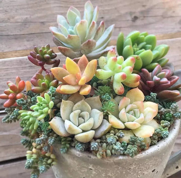 Heirloom Echeveria Flower seeds for Planting Compact Growth Heirloom & GMO Free Seeds for Home Garden