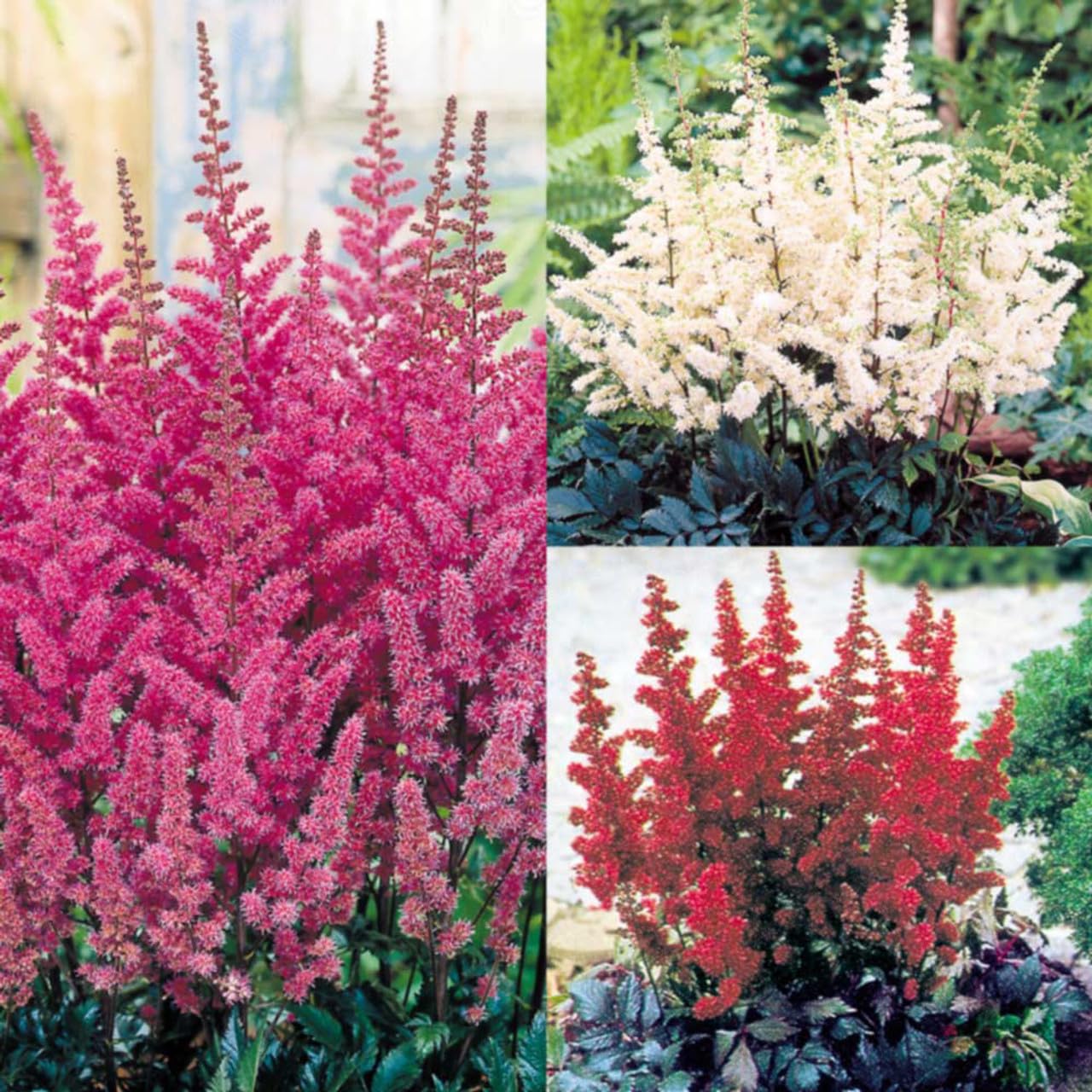 White Astilbe Perennial Flower Seeds for Planting Colorful Display Heirloom & GMO Free Seeds for Home Garden  Sale