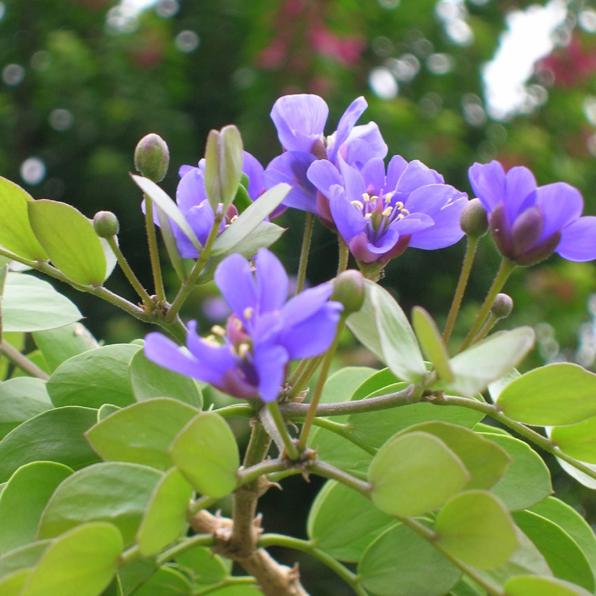 Lignum Flower seeds for Planting - Low Maintenance, Heirloom & GMO Free Seeds for Home Garden