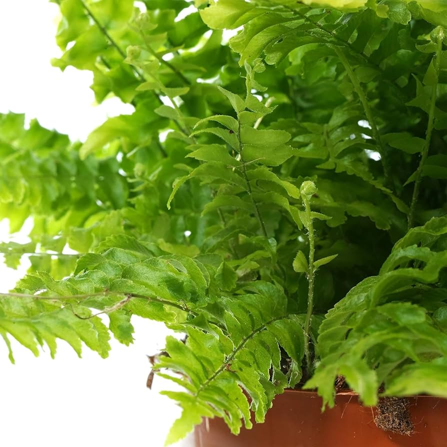 Green White Fern for Planting Hardy Variety Heirloom & GMO Free Seeds for Home Garden
 
 Sale