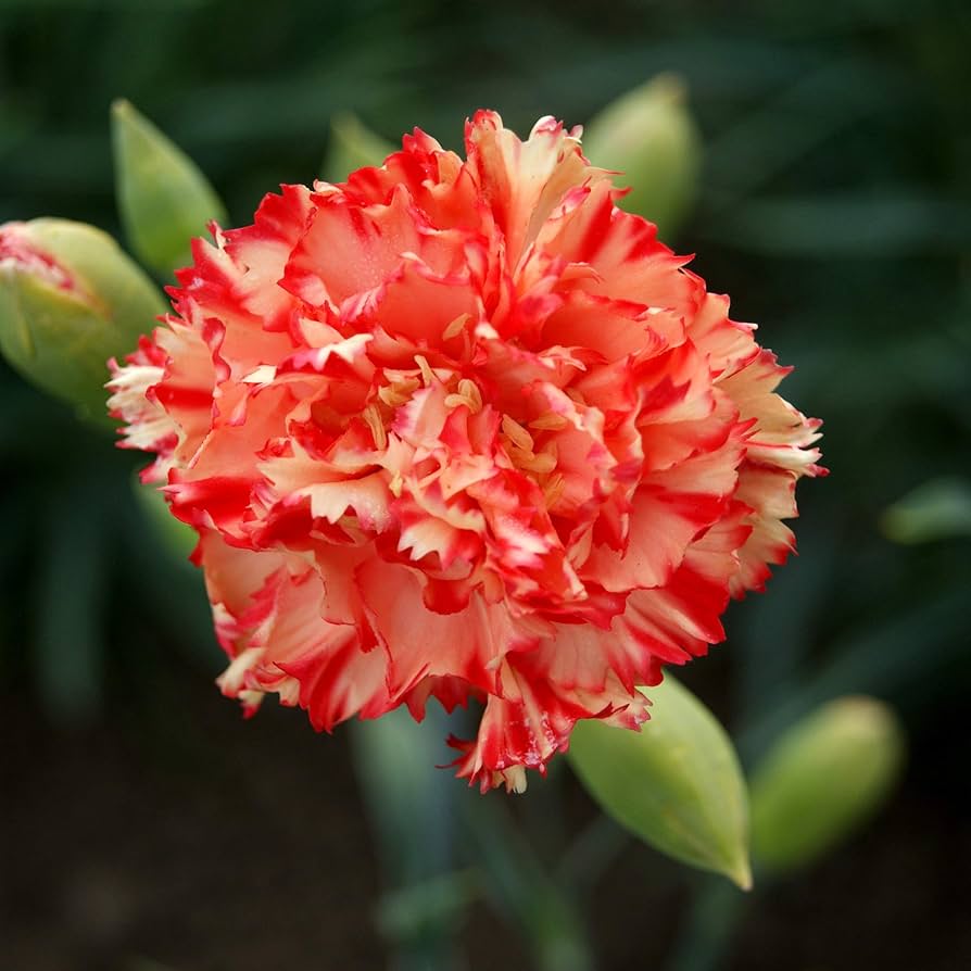 White Red Carnation Flower seeds for Planting Garden Favorite Heirloom & GMO Free Seeds for Home Garden