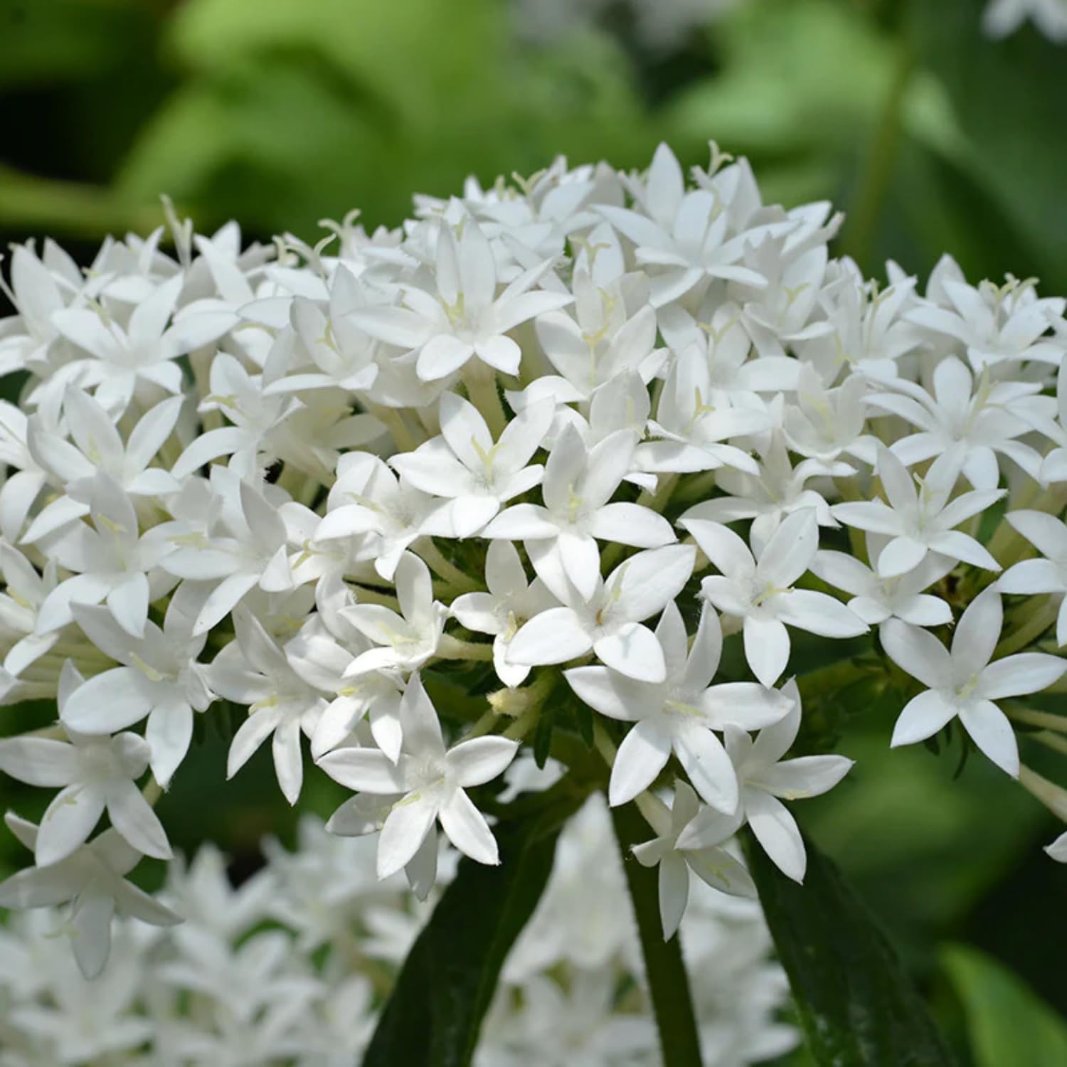 White Pentas Starla Flower seeds for Planting - Wildflower Mix, Heirloom & GMO Free Seeds for Home Garden