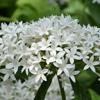 White Pentas Starla Flower seeds for Planting - Wildflower Mix, Heirloom & GMO Free Seeds for Home Garden