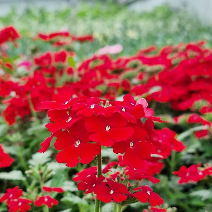 Verbena Logro Scarlet Flower Seeds for Brilliant Red Blooms