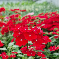 Verbena Logro Scarlet Flower Seeds for Brilliant Red Blooms