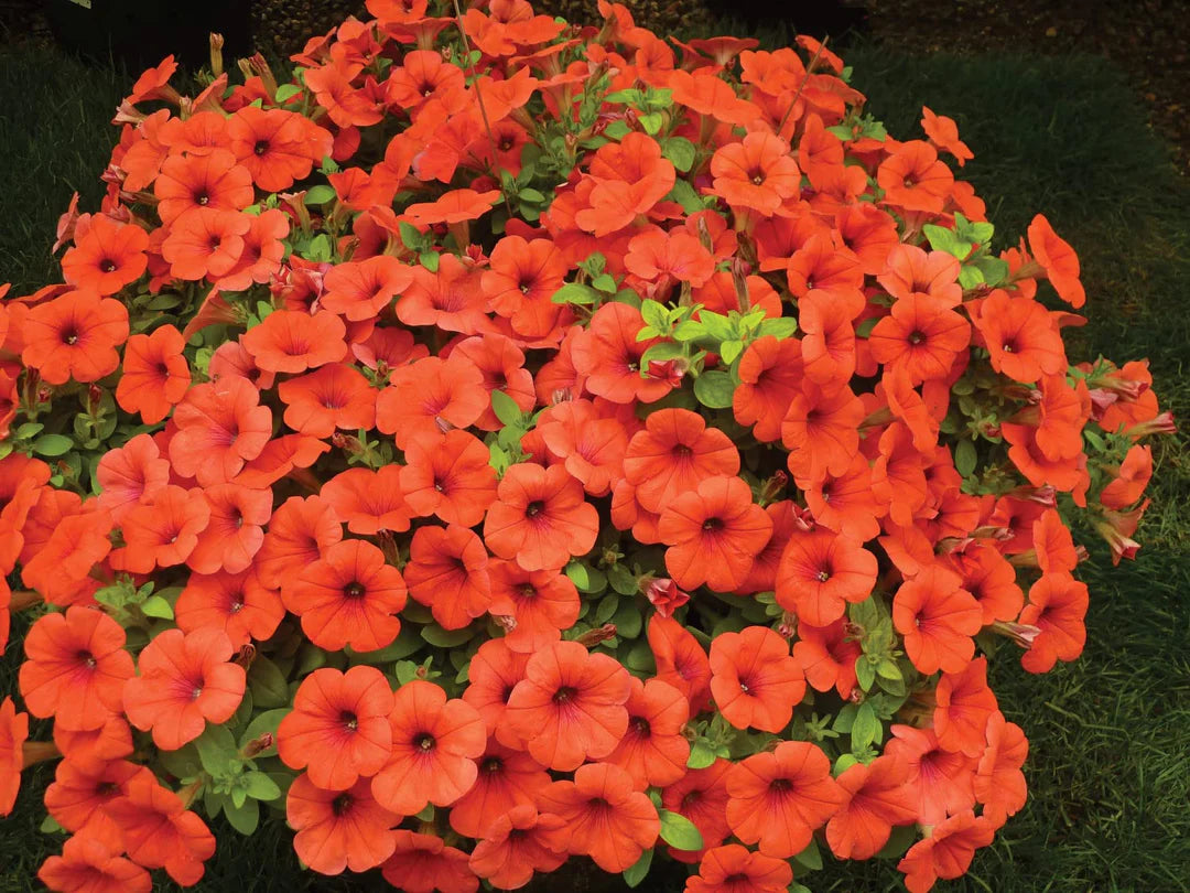 Orange Red Petunia Flower seeds for Planting Organic Quality Heirloom & GMO Free Seeds For Home Garden 
 
 Sale