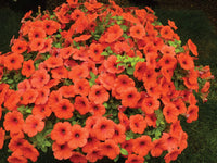 Orange Red Petunia Flower seeds for Planting Organic Quality Heirloom & GMO Free Seeds For Home Garden 
 
 Sale