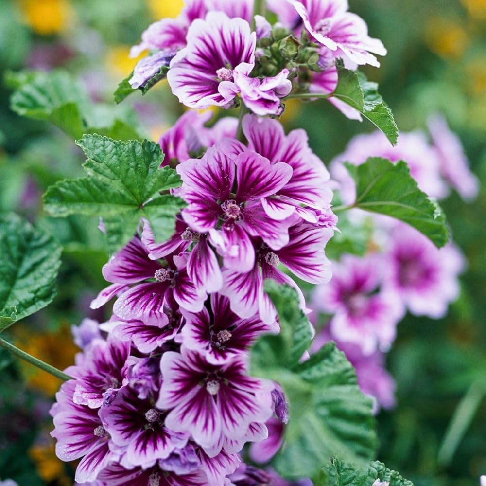 Malva Flower seeds for Planting - Seasonal Bloomer, Heirloom & GMO Free Seeds for Home Garden