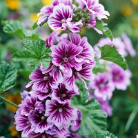 Malva Flower seeds for Planting - Seasonal Bloomer, Heirloom & GMO Free Seeds for Home Garden