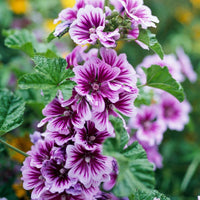 Heirloom Mallow Flower seeds for Planting Cottage Garden Essential Heirloom & GMO Free Seeds for Home Garden