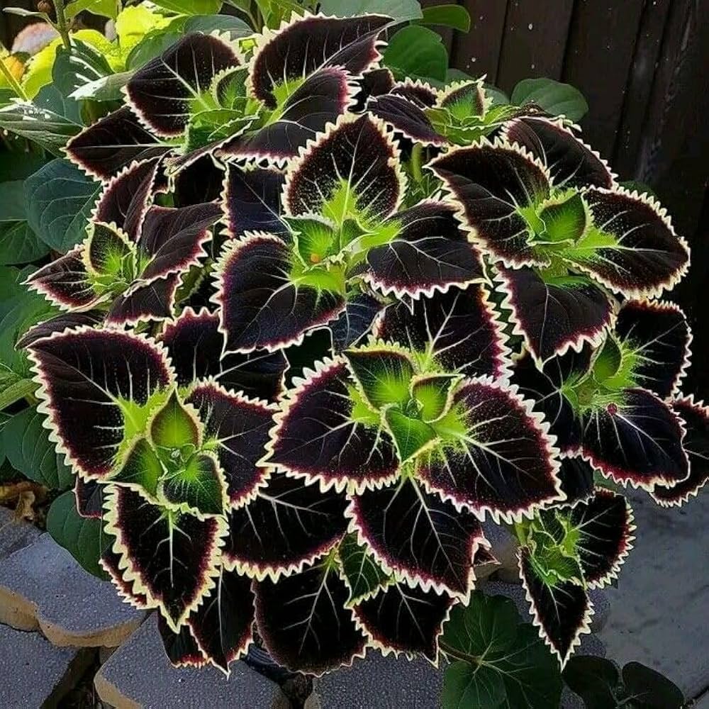 Green & Black Coleus Flower seeds for Planting Cottage Garden Essential Heirloom & GMO Free Seeds for Home Garden