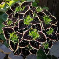 Green & Black Coleus Flower seeds for Planting Cottage Garden Essential Heirloom & GMO Free Seeds for Home Garden