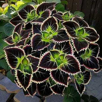 Green & Black Coleus Flower seeds for Planting Cottage Garden Essential Heirloom & GMO Free Seeds for Home Garden