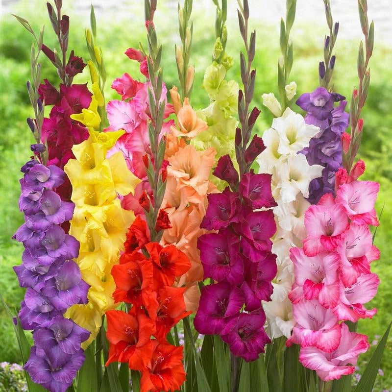 Gladiolus Flower seeds for Planting Vibrant Colors Heirloom & GMO Free Seeds for Home Garden