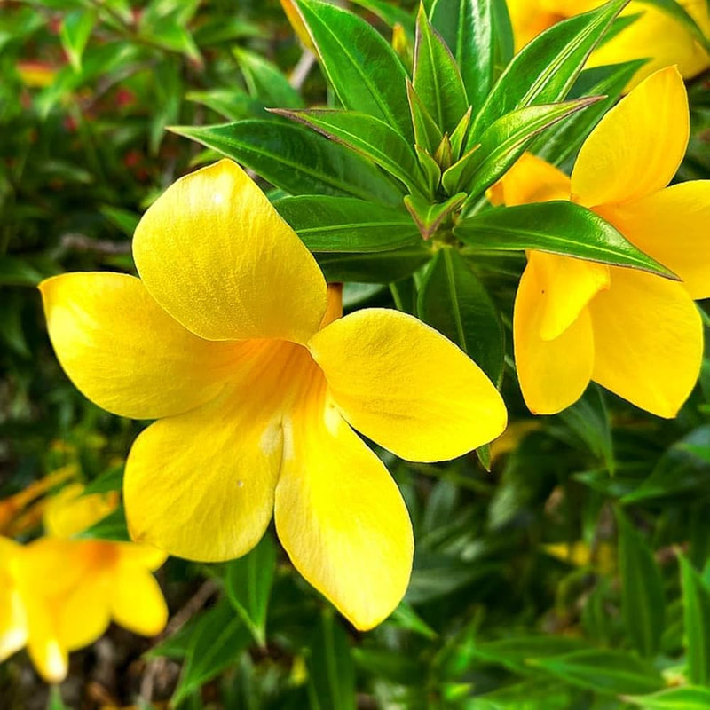 Yellow Allamanda Seeds for Planting Perfect for Adding a Tropical Touch to Gardens and Green Spaces
