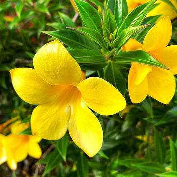 Yellow Allamanda Seeds for Planting  Perfect for Adding a Tropical Touch to Gardens and Green Spaces