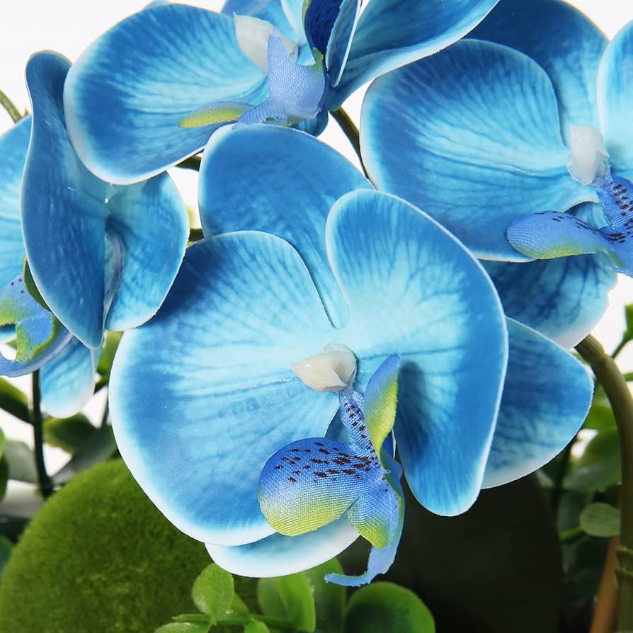 Blue Phalaenopsis Orchid Flower seeds for Planting Compact Growth Heirloom & GMO Free Seeds for Home Garden 
 
 Sale