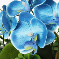 Blue Phalaenopsis Orchid Flower seeds for Planting Compact Growth Heirloom & GMO Free Seeds for Home Garden 
 
 Sale