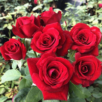 Bonsai Polyantha Rose Seeds, Organic Blooming Flower Seeds, Garden Plant