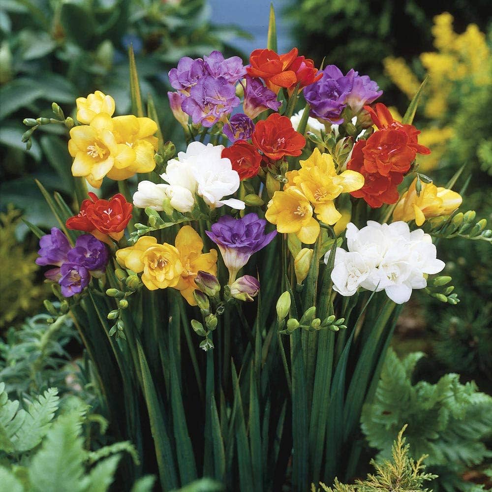 Freesia Bulbs Flower seeds for Planting Long Bloom Season Heirloom & GMO Free Seeds for Home Garden
