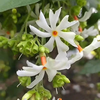 Coral Jasmine Flower seeds for Planting - Long Bloom Season, Heirloom & GMO Free Seeds for Home Garden