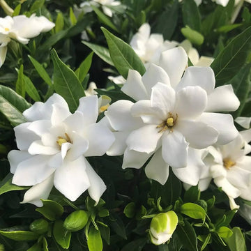 Gardenia Flower Seeds for Planting  Beautiful Fragrant Blooms