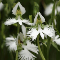 Egret Orchids Flower seeds for Planting Seasonal Bloomer Heirloom & GMO Free Seeds for Home Garden