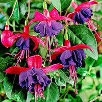 Blue Red Fuchsia Flower seeds for Planting Wildflower Mix Heirloom & GMO Free Seeds for Home Garden