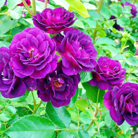 Purple Climbing Rose Seeds Flower seeds for Planting Low Maintenance Heirloom & GMO Free Seeds for Home Garden