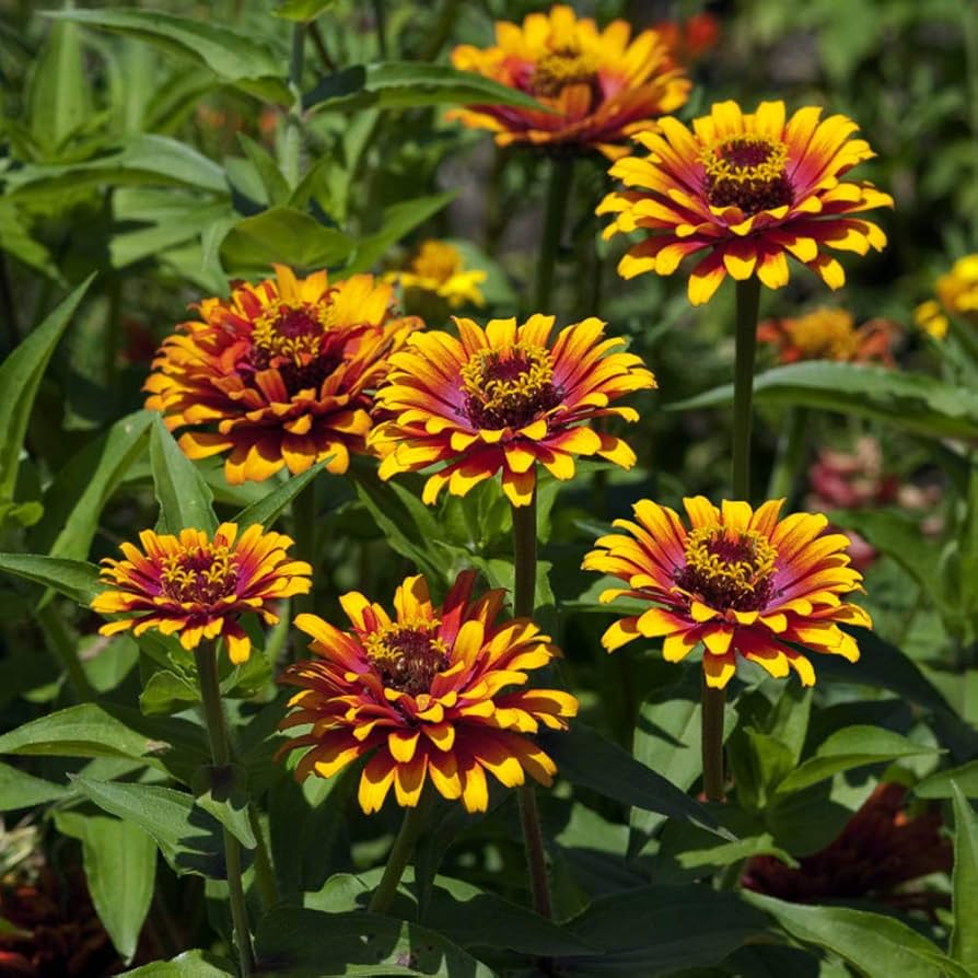 Zowie Flower Planting Seeds for Vibrant Blooms and Thriving Gardens - Seed for Your Colorful Floral Display