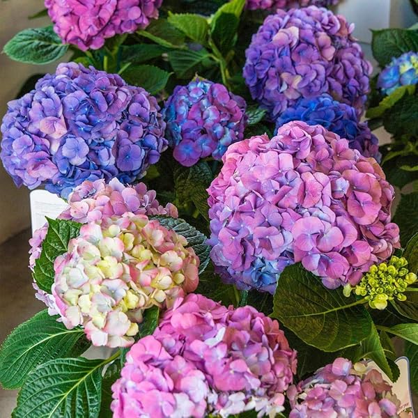 Purple Vanilla Fraise Flower seeds for Planting - Fragrant Blossoms, Heirloom & GMO Free Seeds for Home Garden