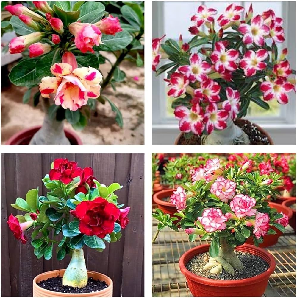 Mixed Caudex Flower seeds for Planting - Easy to Grow, Heirloom & GMO Free Seeds for Home Garden