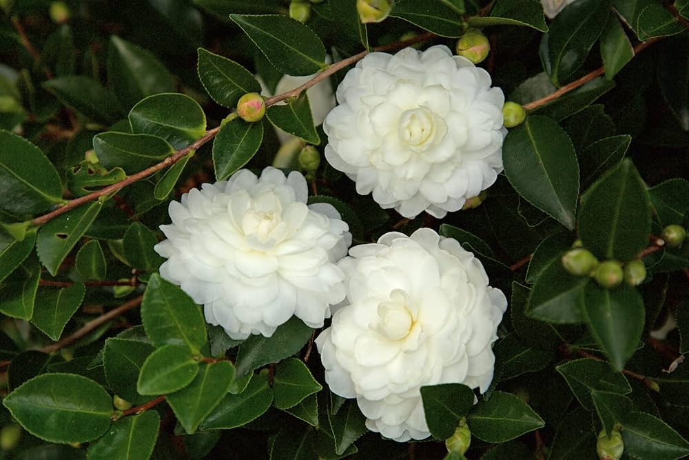 White Camellia Flower Seeds for Planting Perfect for Borders Heirloom & GMO Free Seeds for Home Garden
 
 Sale