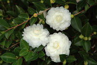 White Camellia Flower Seeds for Planting Perfect for Borders Heirloom & GMO Free Seeds for Home Garden
 
 Sale