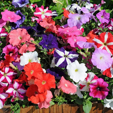 Pink Mix Petunia Hanging Flower Seeds for Planting Heirloom NONGMO Vibrant Garden Blooms 
 
 Sale
