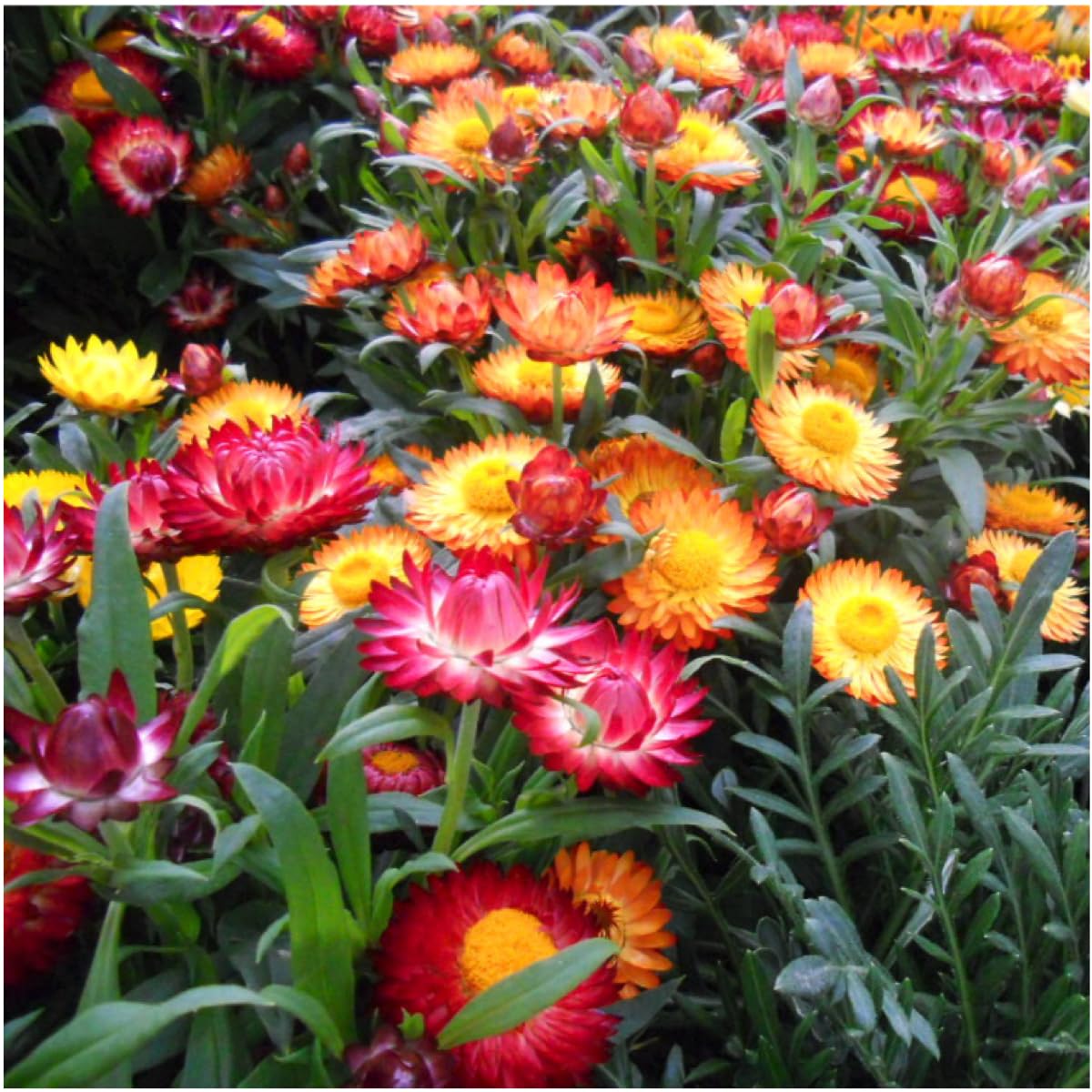 Straw Flower seeds for Planting Bright Blooms Heirloom & GMO Free Seeds for Home Garden
