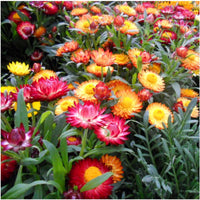 Straw Flower seeds for Planting Bright Blooms Heirloom & GMO Free Seeds for Home Garden