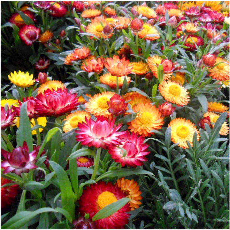 Straw Flower seeds for Planting Bright Blooms Heirloom & GMO Free Seeds for Home Garden