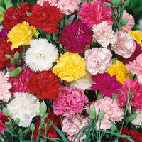 Carnation Seeds for Perennial Blooms in 16 Colors Available