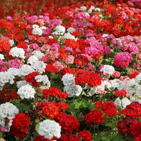 Geranium Flower seeds for Planting Seasonal Bloomer Heirloom & GMO Free Seeds for Home Garden
