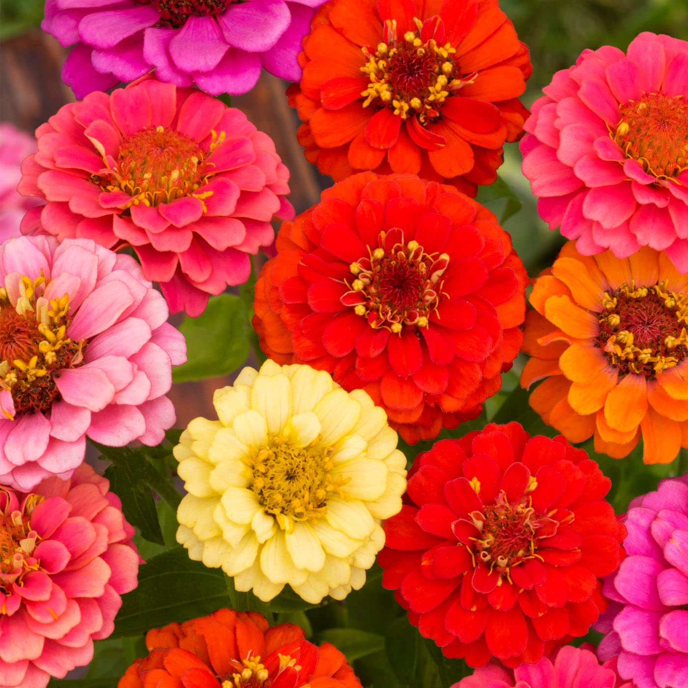 Mixed Thumbelina Flower seeds for Planting Low Maintenance Heirloom & GMO Free Seeds for Home Garden 
 
 Sale