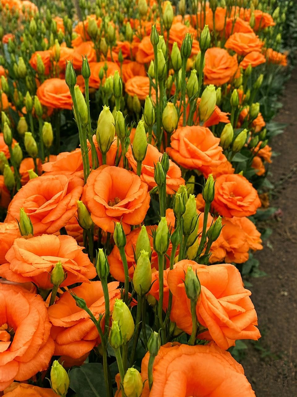 Eustoma Flower Seeds for Planting - Vibrant Orange Blooms for a Beautiful Garden