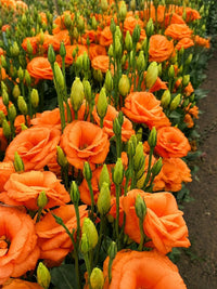 Eustoma Flower Seeds for Planting - Vibrant Orange Blooms for a Beautiful Garden